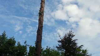 rooien en kappen van coniferen bomen in Breda